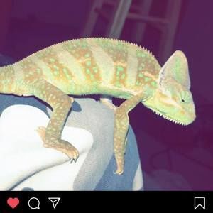 Meet your Posher, Carson